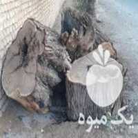 آگهی مشابه خرید انواع چوب در اصفهان در گروه خرید فروش عمده چوب- زغال چوب گردو تبریزی خام در یکمیوه