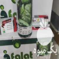 آگهی مشابه فروش بذر کاهو در اندیمشک در گروه خرید فروش بذر - انواع محصول کشاورزی گوجه کتان میوه درخت در یکمیوه