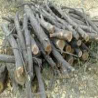 آگهی مشابه خرید هیزم درویش در تهران در گروه خرید فروش عمده چوب- زغال چوب گردو تبریزی خام در یکمیوه