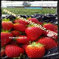 آگهی مشابه فروش تجهیزات و لوازم گلخانه ای در تهران در گروه خرید فروش تجهیزات گلخانه - صنعتی خانگی هوشمند دست دوم در یکمیوه