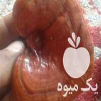 آگهی مشابه فروش قارچ گانودرما لوسیدم در بومهن در گروه خرید فروش عمده قارچ - دکمه ای خوراکی دارویی پرورشی کوهی در یکمیوه