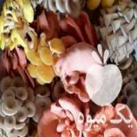 آگهی مشابه فروش کلی و جزئی قارچ صدفی ارگانیک در محمدی در گروه خرید فروش عمده قارچ - دکمه ای خوراکی دارویی پرورشی کوهی در یکمیوه