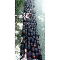 آگهی مشابه فروش انجیر سیاه در خرم آباد در گروه خرید فروش عمده انجیر - زرد سیاه مربایی کوهی میوه در یکمیوه