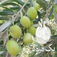 آگهی مشابه فروش زیتون سبز رودبار در رشت در گروه خرید فروش عمده زیتون - سبز سیاه بندری پاکستانی طارم در یکمیوه