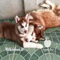 آگهی مشابه فروش سگ هاسکی در تهران در گروه سگ و گربه _ نگهبان هاسکی ژرمن دوبرمن سرابی در یکمیوه