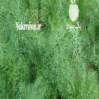 آگهی مشابه فروش سبزی خورشتی تازه و شاداب جنوب در دزفول در گروه خرید فروش عمده سبزی های برگی - خوردن آش کوکو دلمه قورمه در یکمیوه