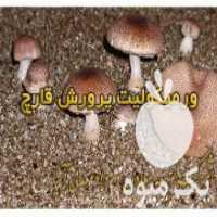 آگهی مشابه فروش ورمیکولیت ویژه پرورش قارچ در تهران در گروه خرید فروش عمده قارچ - دکمه ای خوراکی دارویی پرورشی کوهی در یکمیوه