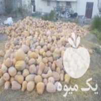 آگهی مشابه فروش کدو تنبل در پارس آباد در گروه خرید فروش عمده کدو تنبل - حلوایی سبز سفید نارنجی در یکمیوه