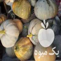 آگهی مشابه فروش کدو ناب انجیلی زرد در تهران در گروه خرید فروش عمده کدو - سبز خورشتی بندر ورامین کرج سفید در یکمیوه