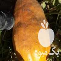 آگهی مشابه فروش کدو حلوایی شیرین در زنجان در گروه خرید فروش عمده کدو تنبل - حلوایی سبز سفید نارنجی در یکمیوه