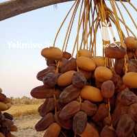 آگهی مشابه فروش خرما آبپخش در بوشهر در گروه خرید فروش عمده خرما - کبکاب تازه زاهدی خشک خارک در یکمیوه