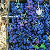 آگهی مشابه فروش انگور سیاه و رطبی در شیراز در گروه خرید فروش عمده انگور - یاقوتی شانی عسگری بی دانه قرمز در یکمیوه