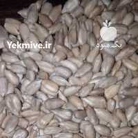 آگهی مشابه فروش مغز تخمه آفتابگردان در مشهد در گروه خرید فروش عمده آفتابگردان - تخمه خوی دیم گل در یکمیوه