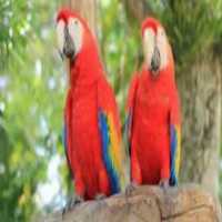 آگهی مشابه فروش تخم ماکائو در مازندران در گروه انواع پرنده - زینتی عروس هما مینا طوطی مرغ عشق در یکمیوه