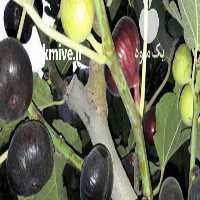 آگهی مشابه فروش و باربارکن انجیر در خرم آباد در گروه خرید فروش عمده انجیر - زرد سیاه مربایی کوهی میوه در یکمیوه