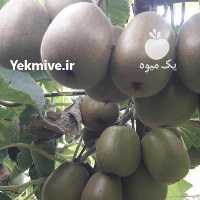 آگهی مشابه فروش کیوی خونی در قزوین در گروه خرید فروش عمده کیوی - صادراتی مازندران تنکابن تالش در یکمیوه