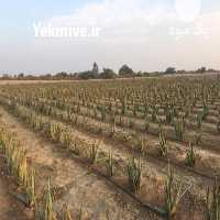 آگهی مشابه فروش برگ آلوورا و پاجوش در هرمز در گروه خرید فروش عمده گیاهان زینتی - گرمسیری آپارتمانی باغچه آب در یکمیوه