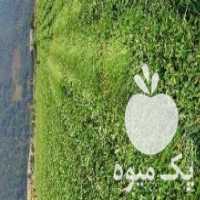 آگهی مشابه فروش بوته توت فرنگی در نیر در اردبیل در گروه خرید فروش عمده توت فرنگی - خرید فروش عمده قرمز سفید در یکمیوه
