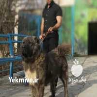 فروش سگ قفقاز بالغ در البرز در گروه سگ و گربه _ نگهبان هاسکی ژرمن دوبرمن سرابی در یکمیوه