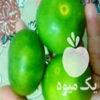 آگهی مشابه فروش نارنگی ژاپنی پوست نازک در قائم شهر در گروه خرید فروش عمده نارنگی - ژاپنی بندر فروش عمده محصولات در یکمیوه