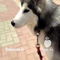 فروش سگ هاسکی در البرز در گروه سگ و گربه _ نگهبان هاسکی ژرمن دوبرمن سرابی در یکمیوه