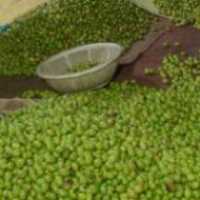 آگهی مشابه فروش و پخش زیتون و روغن زیتون در گیلان در گروه خرید فروش عمده زیتون - سبز سیاه بندری پاکستانی طارم در یکمیوه