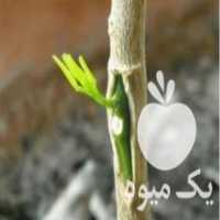 آگهی مشابه فروش نهال لیموترش در هرمز در گروه خرید فروش نهال - انواع گردو پسته بادام سلطانی انگور در یکمیوه