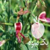 آگهی مشابه فروش کاه خارشتر سبز در خواف در گروه خوراک دام و طیور - پرواری شیری علوفه یونجه در یکمیوه