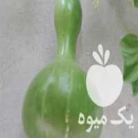 آگهی مشابه فروش کدو قلیانی تزئینی در بهشهر در گروه خرید فروش عمده کدو تنبل - حلوایی سبز سفید نارنجی در یکمیوه