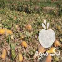 آگهی مشابه فروش کدو شیرین در آشخانه در گروه خرید فروش عمده کدو - سبز خورشتی بندر ورامین کرج سفید در یکمیوه