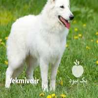 آگهی مشابه فروش سگ سوئیس شپرد در البرز در گروه سگ و گربه _ نگهبان هاسکی ژرمن دوبرمن سرابی در یکمیوه