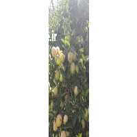 آگهی مشابه فروش سیب درختی تابستانه در بندرعباس در گروه خرید فروش عمده سیب - زرد و قرمز گلاب پاییزه در یکمیوه