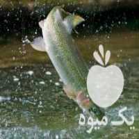 آگهی مشابه فروش ماهی قزل آلا در الیگودرز در گروه انواع ماهی - سالمون شیر کپور قرمز شوریده سفید گوپی مرکب در یکمیوه