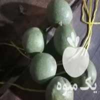 آگهی مشابه فروش گردو تازه با پوست سبز در تهران در گروه گردو - کاغذی سنگی سوزنی خوشه ای توسرکان در یکمیوه