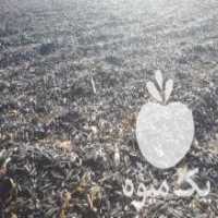 آگهی مشابه فروش تخمه خام دانه بلند در جلفا در گروه خرید فروش عمده آفتابگردان - تخمه خوی دیم گل در یکمیوه