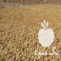 آگهی مشابه فروش بدون واسطه انجیر خشک در داراب در گروه خرید فروش عمده انجیر - زرد سیاه مربایی کوهی میوه در یکمیوه