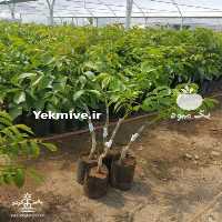 آگهی مشابه خرید بدون واسطه انواع ارقام نهال گردو در کرج در گروه خرید فروش نهال - انواع گردو پسته بادام سلطانی انگور در یکمیوه