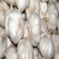 آگهی مشابه فروش سیر همدان سبدی سورت شده صادراتی در تهران در گروه خرید فروش عمده سیر - تازه خام ترشی خشک صادراتی در یکمیوه