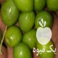 آگهی مشابه فروش عمده زیتون در کوهدشت در گروه خرید فروش عمده زیتون - سبز سیاه بندری پاکستانی طارم در یکمیوه