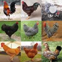 آگهی مشابه فروش تخم انواع مرغ های زینتی در اصفهان در گروه انواع پرنده - زینتی عروس هما مینا طوطی مرغ عشق در یکمیوه