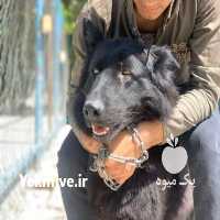 فروش سگ ژرمن شپرد بلک در تهران در گروه سگ و گربه _ نگهبان هاسکی ژرمن دوبرمن سرابی در یکمیوه