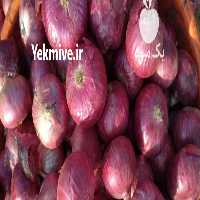 آگهی مشابه فروش مستقیم پیاز قرمز صادراتی در داراب در گروه خرید فروش عمده پیاز - قرمز سفید زرد ترشی تازه انباری در یکمیوه