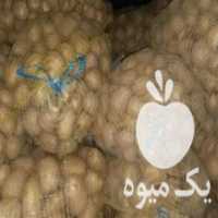 آگهی مشابه فروش سیب زمینی بذری سانته 97 در جیرفت در گروه خرید فروش عمده سیب زمینی - زودرس دیررس آگریا اسپریت اردبیل همدان در یکمیوه