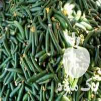 آگهی مشابه فروش خیار درجه یک در مهاباد در گروه خرید فروش عمده خیار - بوته درختی سبز مجلسی شوری خاردار چنبر اصفهان در یکمیوه