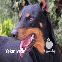 فروش سگ دوبرمن توله در تهران در گروه سگ و گربه _ نگهبان هاسکی ژرمن دوبرمن سرابی در یکمیوه
