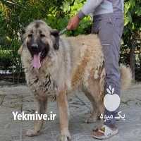 فروش سگ قفقازی در تهران در گروه سگ و گربه _ نگهبان هاسکی ژرمن دوبرمن سرابی در یکمیوه
