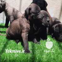 آگهی مشابه فروش سگ باکسرتوله در کرج در گروه سگ و گربه _ نگهبان هاسکی ژرمن دوبرمن سرابی در یکمیوه