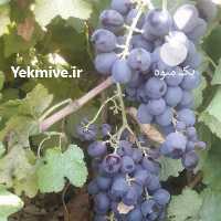 آگهی مشابه فروش انگور سیاه و رطبی گلستان در شیراز در گروه خرید فروش عمده انگور - یاقوتی شانی عسگری بی دانه قرمز در یکمیوه