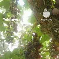 آگهی مشابه فروش انگور رطبی دینکان انگور سفید در شیراز در گروه خرید فروش عمده انگور - یاقوتی شانی عسگری بی دانه قرمز در یکمیوه