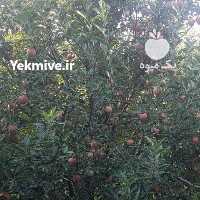 آگهی مشابه فروش اجاره سیب قرمز در ارومیه در گروه خرید فروش عمده سیب - زرد و قرمز گلاب پاییزه در یکمیوه